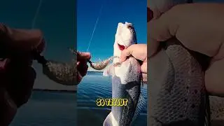 This Bait Catches More Trout