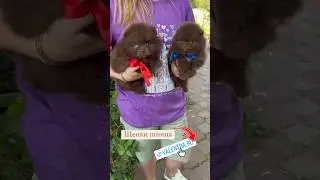 Шоколадные щенки шпица. У нас можно купить щенка шпица #шпицшоколадный #шпицмишка #шпицвмоскве