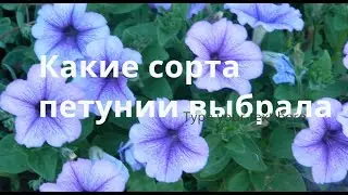 Какие сорта петунии выбрала для посева в 2022