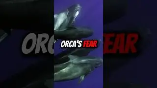 Even Orcas Are Afraid Of This