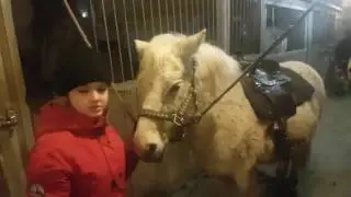 Horse riding lessons
