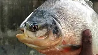 Roopchand fish reall really video#fish #fishing #rupchanda