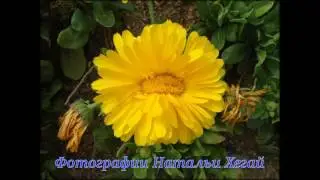 Цветы - пауза к стихам - фотографии Натальи Хегай.