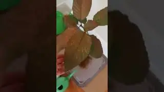 My Perfect Mitragyna Speciosa Tree