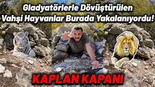 ANTİK ÇAĞ ARENALARDA GLADYATÖRLERLE SAVAŞTIRILAN VAHŞİ HAYVANLAR BURADA YAKALANIYORDU! KAPLAN KAPANI
