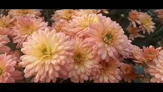 Летняя мультифлора #цветы