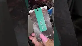 New Restock at my Lowe's 