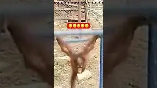Sad 😢😢😢 #monkey #animals #funnyanimals #monkeyvideo