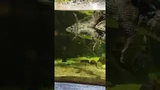 Черепашка катается на крокодиле🦖🐢