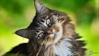 Котики в гостях на западе - ArcheAge