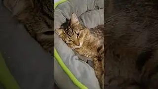 Семёнчик.