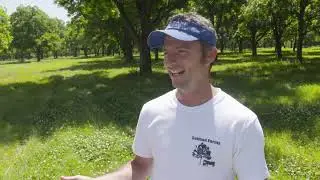 Pecan Orchards: Native vs. Improved Varieties