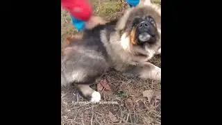 Caucasian Shepherd puppy 3.5 months. Combing Venya part 2. 