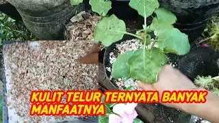 JANGAN DIBUANG‼️kalau ada limbah kulit telur ternyata berguna untuk tanaman