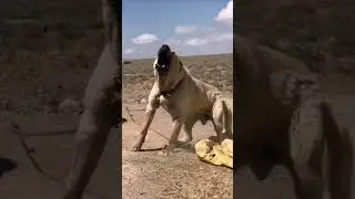 Most Powerful Breed In The World TURKISH KANGAL DOG 😱🔥 