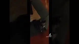 cat tricks learning to Sit