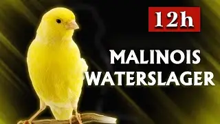 Malinois Canary The Best Training Song 2023