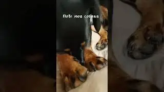 пов: моя собака ❤️❤️❤️