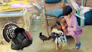 Aj Duck And Chicks ko ik Sath Dite Di | CCW TV Vlog| vlog