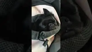 DORA is resting!!!