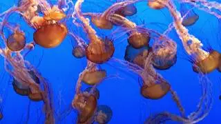 Jellyfish swarm.
