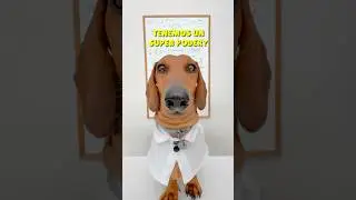 La más MANIPULADORA 👀🤣 #dachshund #perrosalchicha #teckel
