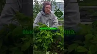 Как правильно нормировать малину для лучшего урожая_ #огород #сад #малина