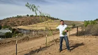 Moringa Seed Pods (Drumsticks) in First Year of Planting!