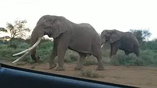 It was Amboseli's Elephant 🐘 with largest tusks