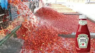 How Tomato Ketchup Is Made, Tomato Harvesting And Processing Process With Modern Technology