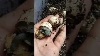 telur kura kura menetas