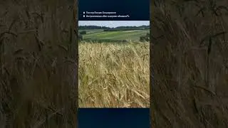 Что такое плевелы? 