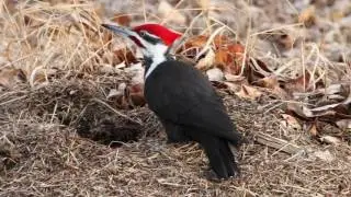 Top 10 Wildlife Photography Hotspots – Burnsmead Ponds