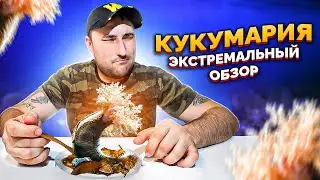 КУКУМАРИЯ. Экстремальный обзор. Консервы с WILDBERRIES. Японский деликатес. Обзор еды. Фуд блогер.
