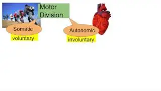 Division of the Nervous System