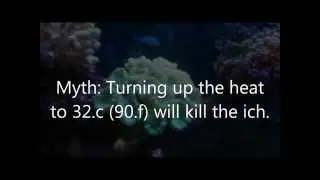 How to treat marine ich (white spot) and quarantine tanks. How to build a reef tank pat 12.