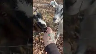 Goats Are SLOBS! 