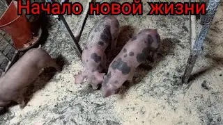 //😡Почему с ней это произошло??//Выбросил свиноматку от поросят а поросятам пофиг🤣🤣//