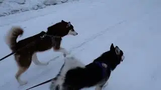 Катаемся на собаках