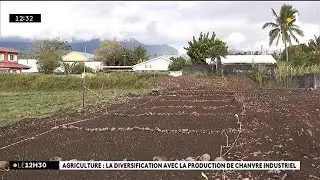 Agriculture : la diversification avec la production de chanvre industriel