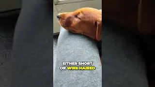 Heideterrier - Strong and Athletic Wild Boar Specialist