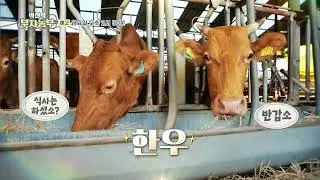 [역전의 부자농부 325회 예고] 한우로 연 매출 7억 원! 전북 익산 신승일 부자농부