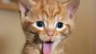 TRY NOT TO LAUGH OR GRIN - 60 second Funny Cat Compilation Part 1