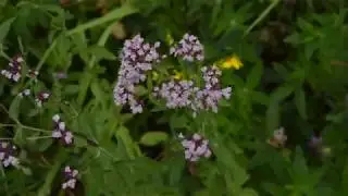 Душица - ароматное лекарство