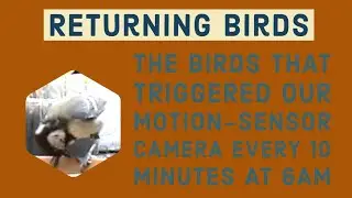 The Returning Bird