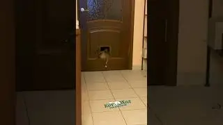Уставший кот лезет в котоход