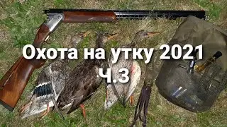 Охота на утку 2021. ч.3