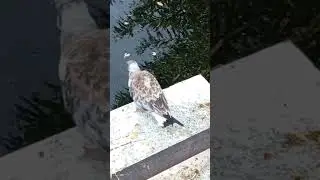 Чайка
