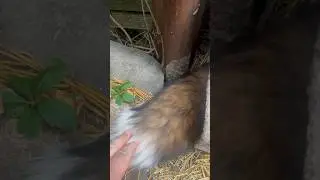 Хвост #животные #лиса #fox #лисаальма #лисица