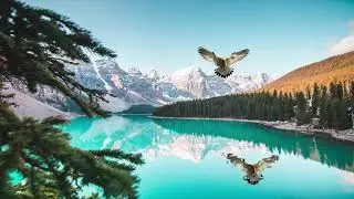 bird sequence in after effect